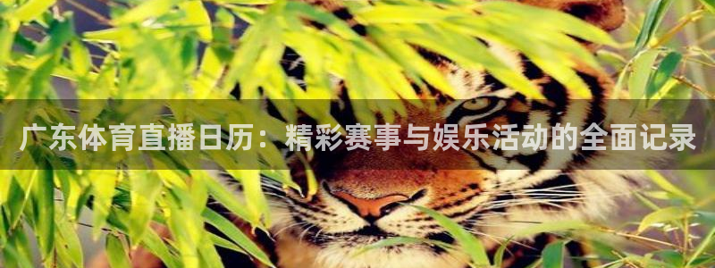 广东体育直播日历：精彩赛事与娱乐活动的全面记录