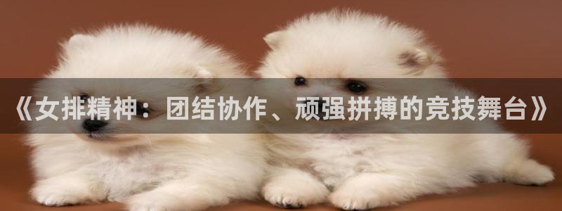 《女排精神：团结协作、顽强拼搏的竞技舞台》