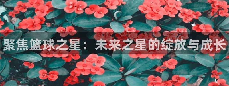 聚焦篮球之星：未来之星的绽放与成长
