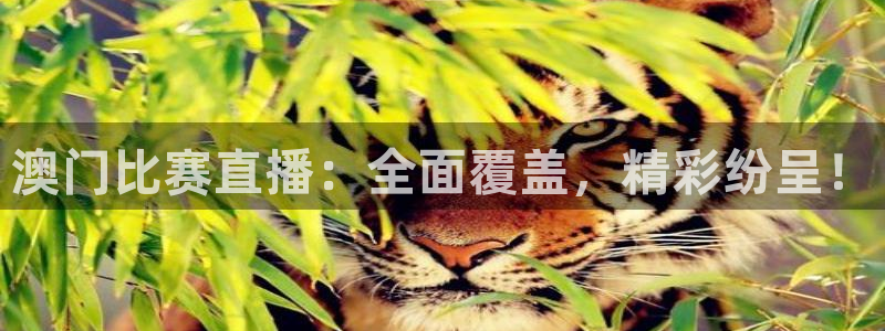 澳门比赛直播：全面覆盖，精彩纷呈！