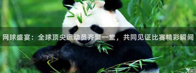 网球盛宴：全球顶尖运动员齐聚一堂，共同见证比赛精彩瞬间